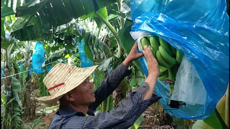 优生果香蕉提质增产示范基地