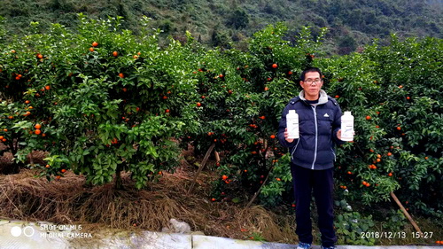 优生红砂糖橘转色提早上市示范基地