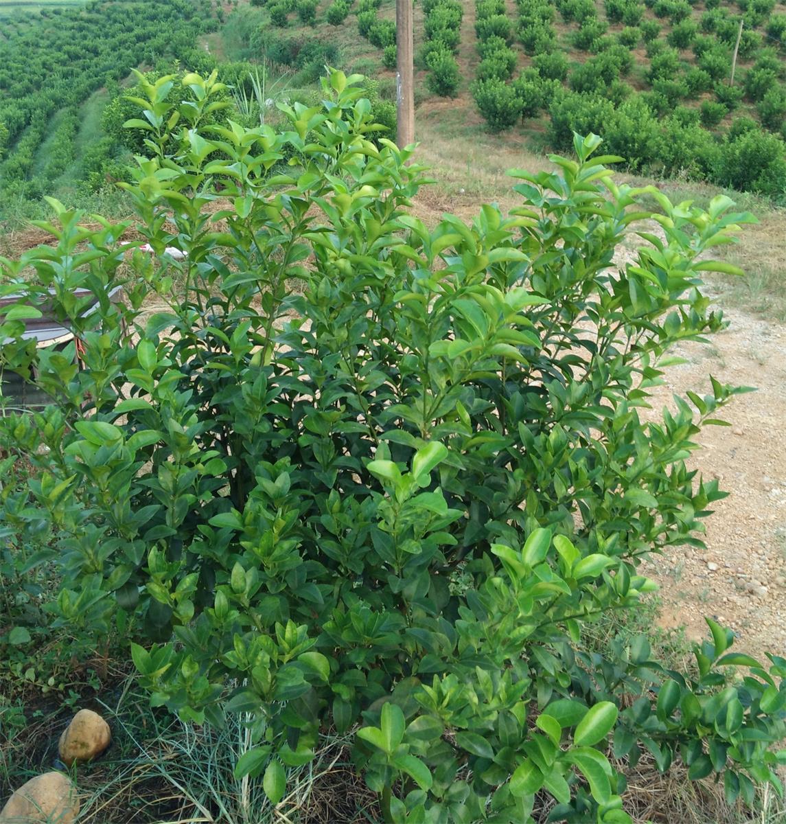 速补防治砂糖橘黄化示范基地
